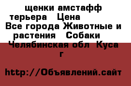 щенки амстафф терьера › Цена ­ 30 000 - Все города Животные и растения » Собаки   . Челябинская обл.,Куса г.